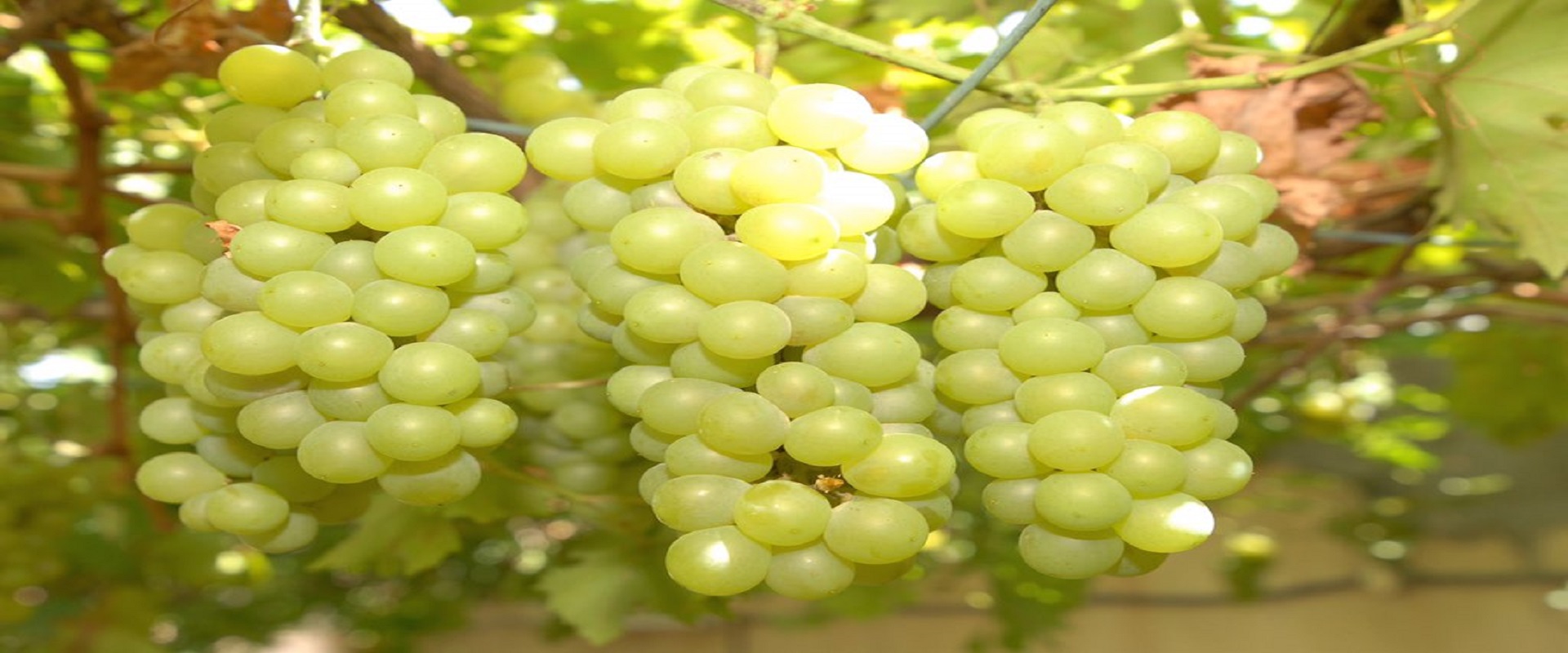 grapes farm